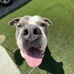 An image of Gabe. Gabe is a Terrier, Pit Bull.