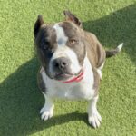 An image of Millie. Millie is a Terrier, Pit Bull.