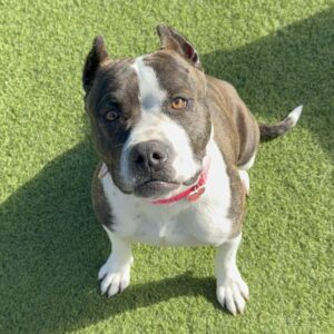 An image of Millie. Millie is a Terrier, Pit Bull.