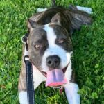 An image of Millie. Millie is a Terrier, Pit Bull.