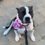 An image of Millie. Millie is a Terrier, Pit Bull.
