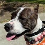 An image of Millie. Millie is a Terrier, Pit Bull.
