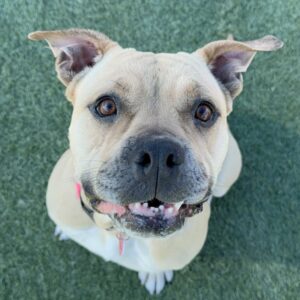 An image of Winnie. Winnie is a Terrier, Pit Bull.