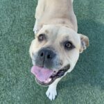 An image of Winnie. Winnie is a Terrier, Pit Bull.