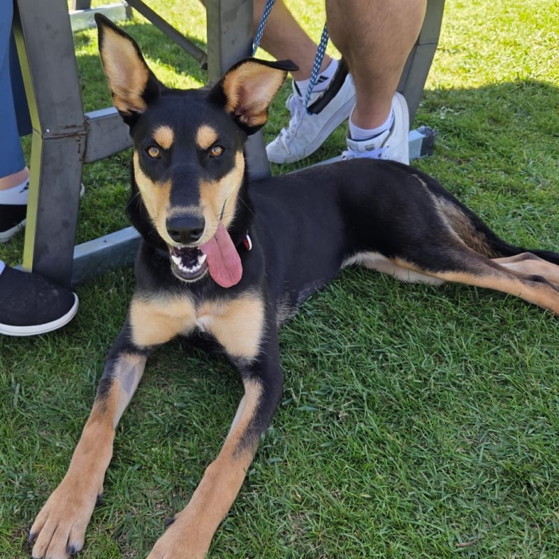 An image of Moja. Moja is a Mixed Breed (Medium).