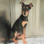 An image of Moja. Moja is a Mixed Breed (Medium).