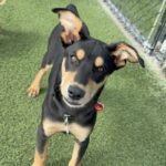An image of Moja. Moja is a Mixed Breed (Medium).