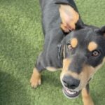 An image of Moja. Moja is a Mixed Breed (Medium).