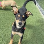 An image of Moja. Moja is a Mixed Breed (Medium).