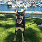 An image of Moja. Moja is a Mixed Breed (Medium).