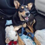 An image of Moja. Moja is a Mixed Breed (Medium).