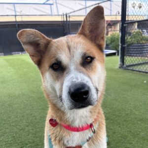 An image of Dream. Dream is a Korean Jindo.