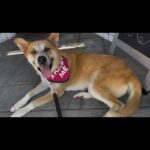 An image of Dream. Dream is a Korean Jindo.