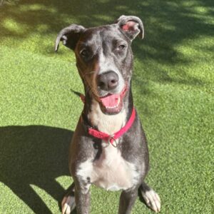 An image of Corra. Corra is a Greyhound/Mixed Breed (Medium).