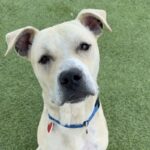 An image of Sarge. Sarge is a Terrier, Pit Bull.