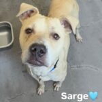 An image of Sarge. Sarge is a Terrier, Pit Bull.