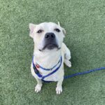 An image of Sarge. Sarge is a Terrier, Pit Bull.