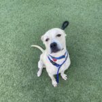 An image of Sarge. Sarge is a Terrier, Pit Bull.