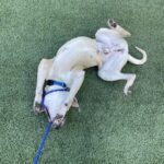 An image of Sarge. Sarge is a Terrier, Pit Bull.