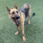 An image of Lela. Lela is a Shepherd, German.