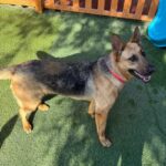An image of Lela. Lela is a Shepherd, German.