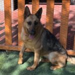 An image of Lela. Lela is a Shepherd, German.