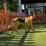 An image of Lela. Lela is a Shepherd, German.