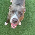 An image of Moonpie. Moonpie is a Terrier, Pit Bull.