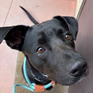 An image of Fancy. Fancy is a Retriever, Labrador.