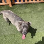 An image of Laurie. Laurie is a Mastiff, Cane Corso.