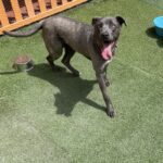 An image of Laurie. Laurie is a Mastiff, Cane Corso.
