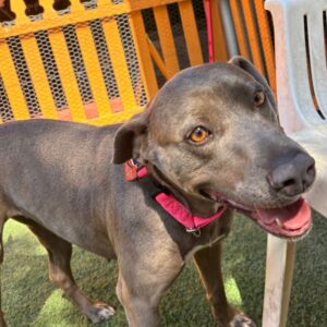 An image of Gracie. Gracie is a Terrier, Pit Bull.