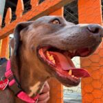 An image of Gracie. Gracie is a Terrier, Pit Bull.