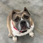 An image of Gossip. Gossip is a Terrier, Pit Bull.