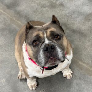 An image of Gossip. Gossip is a Terrier, Pit Bull.