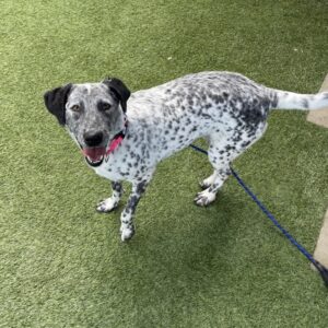 An image of Moo Moo. Moo Moo is a Pointer.