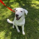 An image of Baker. Baker is a Retriever, Labrador.