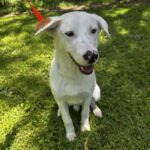 An image of Baker. Baker is a Retriever, Labrador.