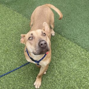 An image of Rubble. Rubble is a Retriever, Labrador.