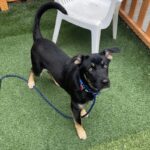An image of Sirius. Sirius is a Shepherd, German.