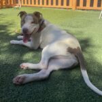 An image of Sodapop. Sodapop is a Terrier, Pit Bull.