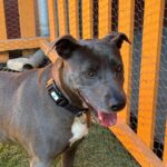 An image of Harlow. Harlow is a Terrier, Pit Bull.