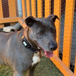 An image of Harlow. Harlow is a Terrier, Pit Bull.
