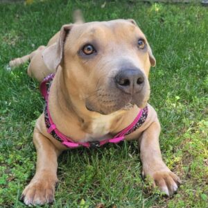 An image of Loretta. Loretta is a Terrier, Pit Bull.