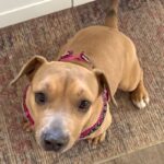 An image of Loretta. Loretta is a Terrier, Pit Bull.