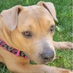 An image of Loretta. Loretta is a Terrier, Pit Bull.