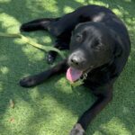 An image of Rocco. Rocco is a Retriever, Black Labrador.