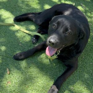 An image of Rocco. Rocco is a Retriever, Black Labrador.