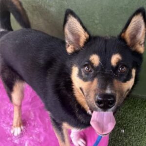 An image of Peanut. Peanut is a Shepherd, German.