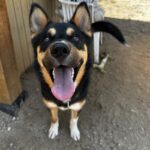 An image of Peanut. Peanut is a Shepherd, German.